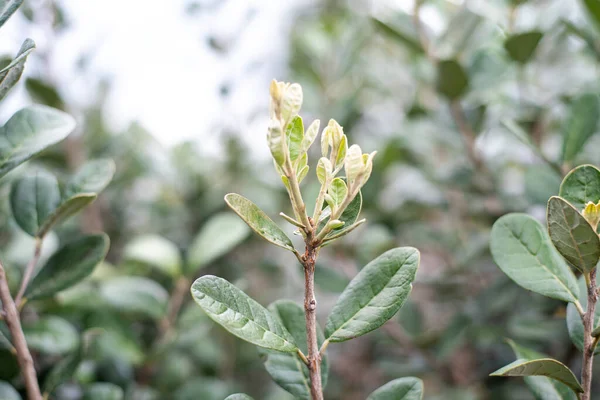 Fayjoa Ağacı Çalılığına Yakın Çekim Acca Sellowiana Veya Ananas Guava — Stok fotoğraf