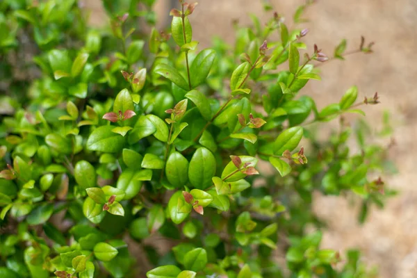 Simpson Stopper Twinberry Tree Bayas Rojas Comestibles Crecen Ramas Hojas — Foto de Stock