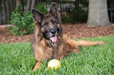 Uzun ceket kırmızı ve siyah Alman çoban köpeği açık havada sarı bir topla.
