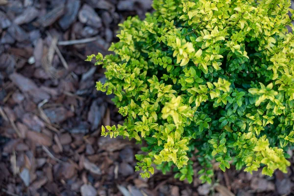 Güneş Işığı Ligustrumu Parlak Sarı Limon Yapraklı Küçük Özel Dekoratif — Stok fotoğraf