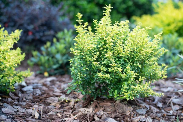 Güneş Işığı Ligustrumu Parlak Sarı Limon Yapraklı Küçük Özel Dekoratif — Stok fotoğraf