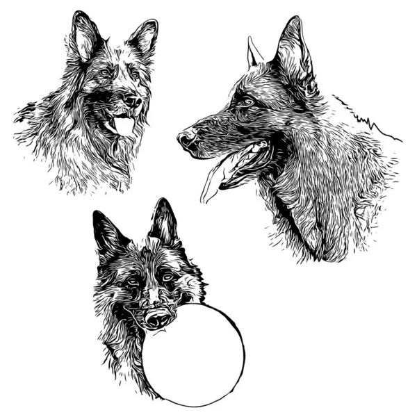 Vetor Alemão Shepherd Dog Contornos Sobre Fundo Branco Ilustrações Várias —  Vetores de Stock