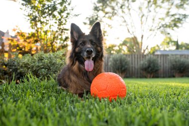 Uzun ceket kırmızı ve siyah Alman çoban köpeği açık havada büyük kırmızı bir topla