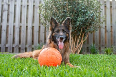 Uzun ceket kırmızı ve siyah Alman çoban köpeği açık havada büyük kırmızı bir topla
