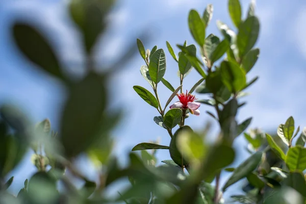 Feijoa Ağacının Çiçek Açmasına Çok Kaldı Acca Sellowiana Veya Ananas — Stok fotoğraf