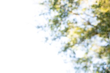 Doğal yeşil sarı arka plan bulanık. Bokeh 'e meşe ağacındaki bulanık lens sebep olmuş. Kabarcık ışıkları arka plan. Odaklanmamış bokeh ışıkları