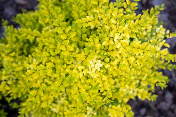 Ligustrum Sinense Sunshine Ligustrum Parlak Sarı Kireç Yapraklı Küçük Bir — Stok fotoğraf