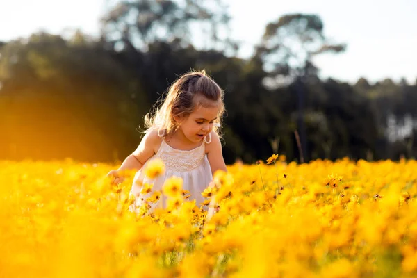 Little toddler girl in a white dress picking flowers in a black eye Susan flower field. Child in a flower meadow at sunset with yellow flowers.