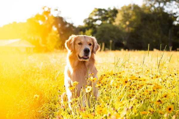 Golden Retriever Στο Πεδίο Κίτρινα Λουλούδια Όμορφο Σκυλί Μαύρο Μάτι — Φωτογραφία Αρχείου