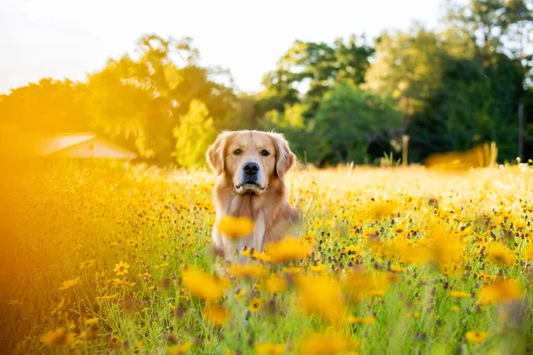 Golden Retriever Fältet Med Gula Blommor Vacker Hund Med Blåtira — Stockfoto