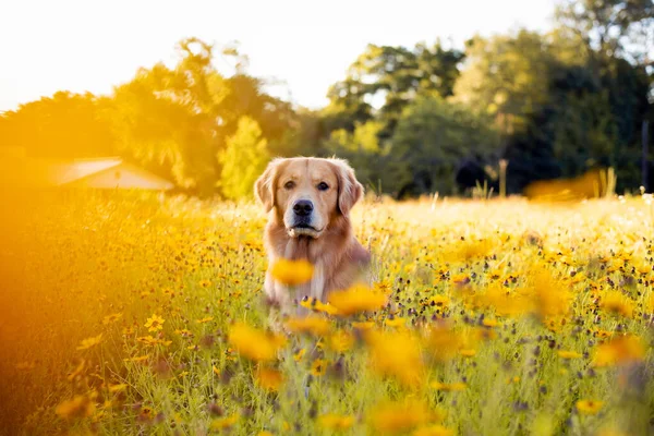 Golden Retriever Στο Πεδίο Κίτρινα Λουλούδια Όμορφο Σκυλί Μαύρο Μάτι — Φωτογραφία Αρχείου