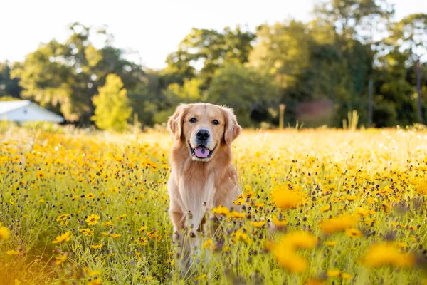 Golden Retriever Campo Con Flores Amarillas Hermoso Perro Con Ojo —  Fotos de Stock