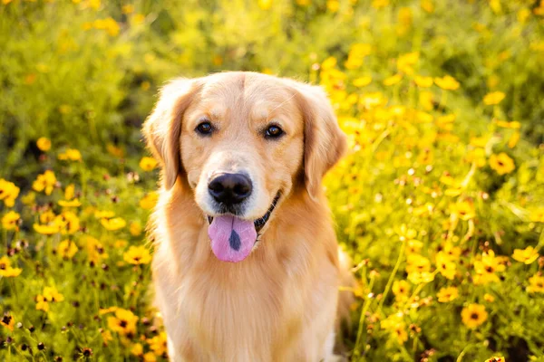 Golden Retriever Campo Com Flores Amarelas Cão Bonito Com Olhos — Fotografia de Stock