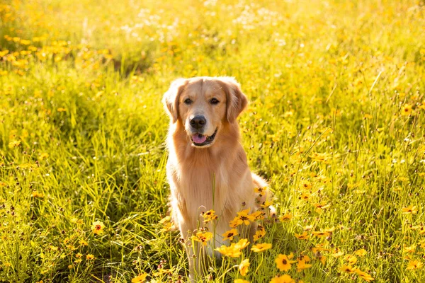 Golden Retriever in the field with yellow flowers. Beautiful dog with black eye Susans blooming. Retriever at sunset in a field of flowers and golden light.