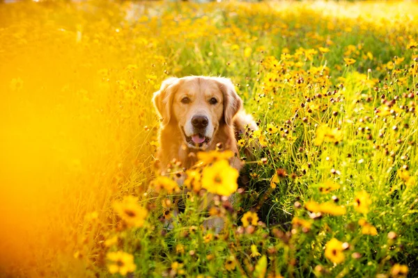 黄花盛开的田野里的黄金收割者美丽的狗 黑眼睛苏珊花盛开 在花朵和金色的阳光下 在夕阳的余晖中找回自己 — 图库照片