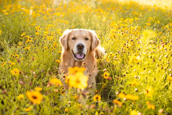 Golden Retriever in the field with yellow flowers. Beautiful dog with black eye Susans blooming. Retriever at sunset in a field of flowers and golden light.