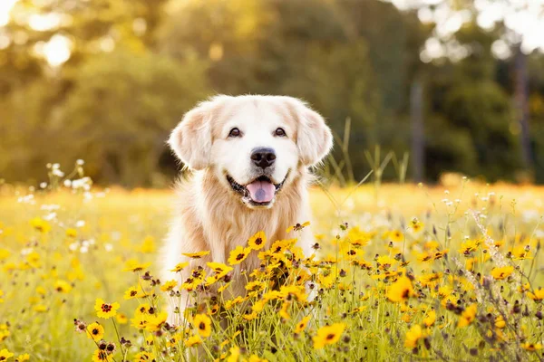 Sarı çiçekli kıdemli Golden Retriever sahada. Siyah gözlü güzel köpek. Susanlar çiçek açıyor. Gün batımında, çiçeklerle ve altın ışıkla dolu bir arazide.