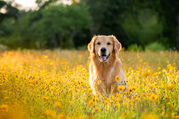 黄花盛开的田野里的黄金收割者美丽的狗 黑眼睛苏珊花盛开 在花朵和金色的阳光下 在夕阳的余晖中找回自己 — 图库照片