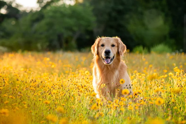 Sarı çiçekli Golden Retriever sahada. Siyah gözlü güzel köpek. Susanlar çiçek açıyor. Çiçekler ve altın ışıklarla dolu bir tarlada gün batımında av köpeği..