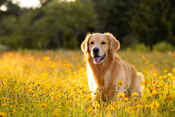 Sarı çiçekli Golden Retriever sahada. Siyah gözlü güzel köpek. Susanlar çiçek açıyor. Çiçekler ve altın ışıklarla dolu bir tarlada gün batımında av köpeği..