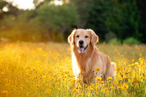 Golden Retriever Polu Żółtymi Kwiatami Piękny Pies Podbitym Okiem Kwitnącymi — Zdjęcie stockowe