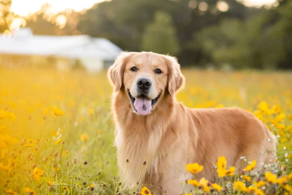 Sarı çiçekli Golden Retriever sahada. Siyah gözlü güzel köpek. Susanlar çiçek açıyor. Çiçekler ve altın ışıklarla dolu bir tarlada gün batımında av köpeği..