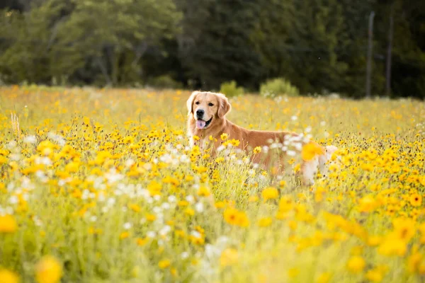 Golden Retriever in the field with yellow flowers. Beautiful dog with black eye Susans blooming. Retriever at sunset in a field of flowers and golden light.