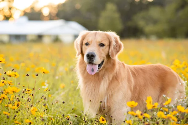 Golden Retriever Lapangan Dengan Bunga Kuning Anjing Cantik Dengan Mata — Stok Foto