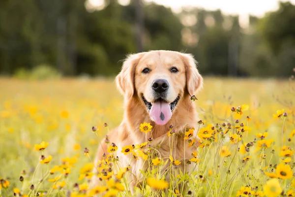 Sarı çiçekli Golden Retriever sahada. Siyah gözlü güzel köpek. Susanlar çiçek açıyor. Çiçekler ve altın ışıklarla dolu bir tarlada gün batımında av köpeği..