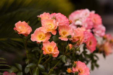 Şeftali rengi güller, bahçede açan çiçekler.