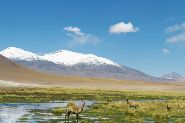 Vicunas Çöl Atacama Şili içinde. 