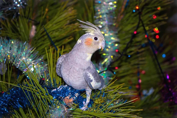 Noel fotoğraf. Ağaca papağan.