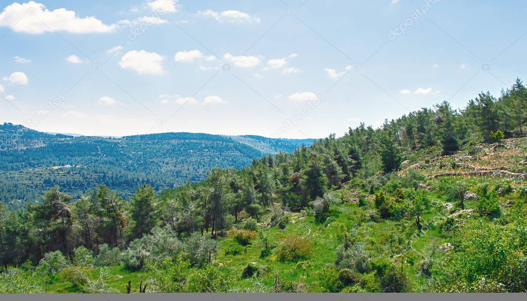 Jerusalem forest and hills