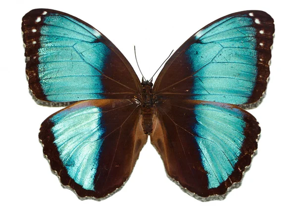 Beyaz arka planda mavi kanatlı kelebek morfid.