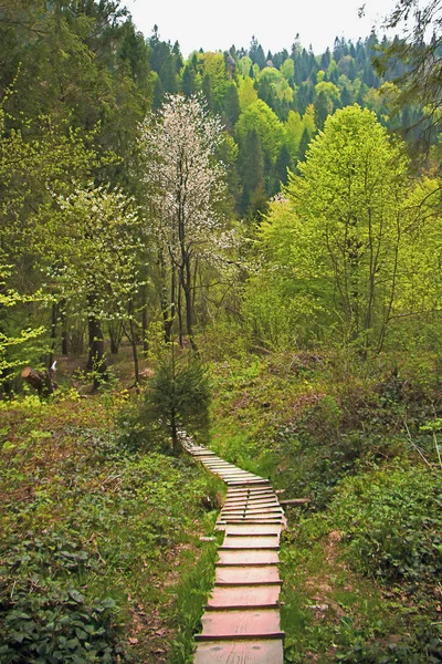 Спеціальна дерев'яна стежка в весняному лісі — стокове фото
