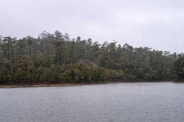 Ban Wat Chan, çam ormanlar