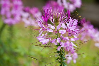 Güzel Cleome spinosa ya da bahçede örümcek çiçeği