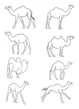 Deve Hat sanatı. Vektör, illüstrasyon. Sembol, logo, web simgesi, maskot, işaret, boyama veya istediğiniz herhangi bir tasarım için iyi kullanmak.