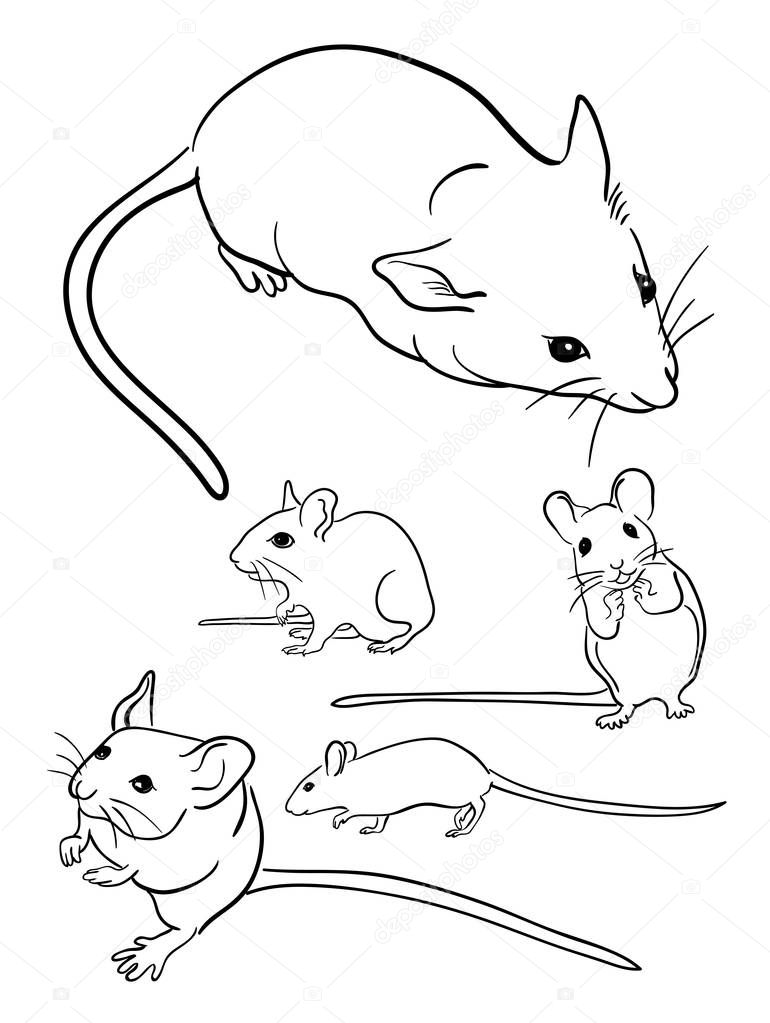Mouse line art 01. Vector, illustration. Good use for symbol, logo, web icon, mascot, sign, coloring, or any design you want.