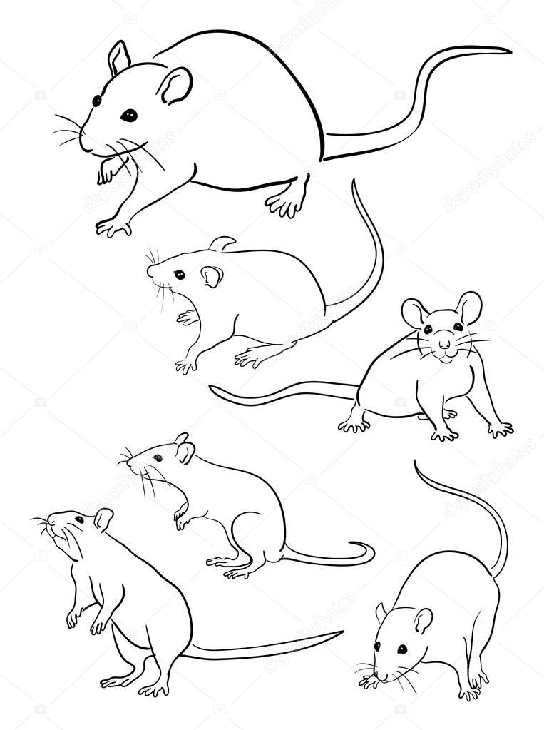 Mouse line art 05. Vector, illustration. Good use for symbol, logo, web icon, mascot, sign, coloring, or any design you want.