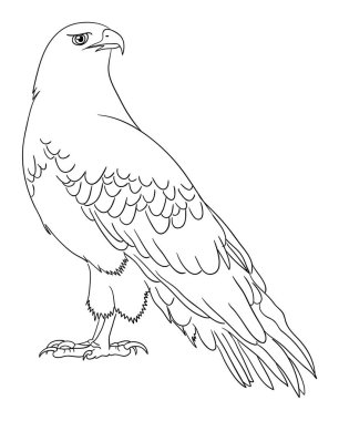 Hat sanatı 11 kartal. Sembol, logo, web simgesi, maskot, işaret, boyama veya istediğiniz herhangi bir tasarım için iyi kullanmak.