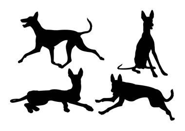 Ibizan hound dog silhouette 02. Good use for symbol, logo, web icon, mascot, sign, or any design you want. clipart