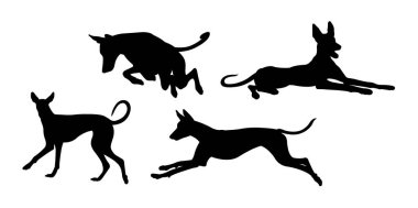 Ibizan hound dog silhouette 04. Good use for symbol, logo, web icon, mascot, sign, or any design you want. clipart