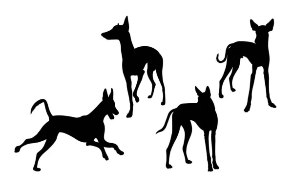 Σιλουέτα Κυνηγόσκυλων Της Ίμπιζα Καλή Χρήση Για Σύμβολο Λογότυπο Εικονίδιο — Διανυσματικό Αρχείο