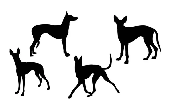 stock vector Ibizan hound dog silhouette 01. Good use for symbol, logo, web icon, mascot, sign, or any design you want.