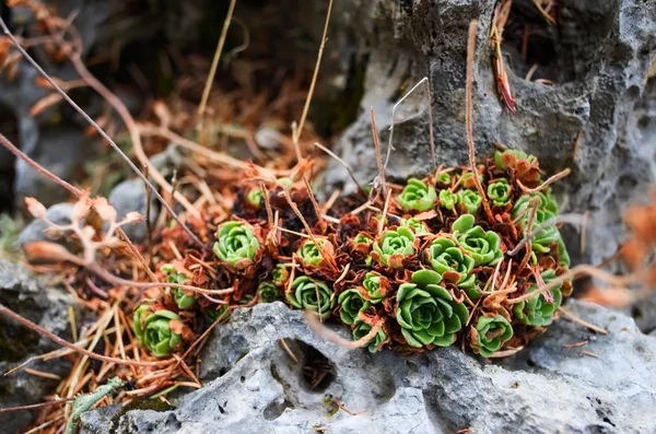 Kırmızı Sempervivum Houseleek sulak bitkileri Türkiye 'nin dağlarında bir kayanın üzerinde yetişiyor. Aynı zamanda sonsuza dek yaşamak da deniyor. Çiçeklere odaklan.