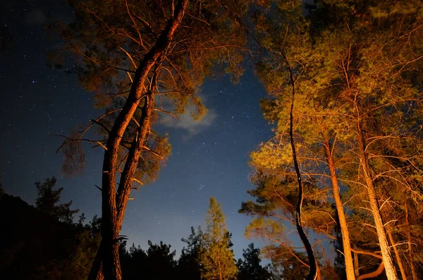 Illuminated forest trees and stars in sky with long exposure at night in mountains. Orange light of camp fire on tree trunks.