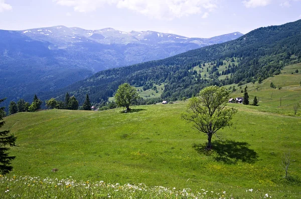 Campo Alpino Prado Verde Das Montanhas Dos Cárpatos Árvores Primeiro — Fotografia de Stock