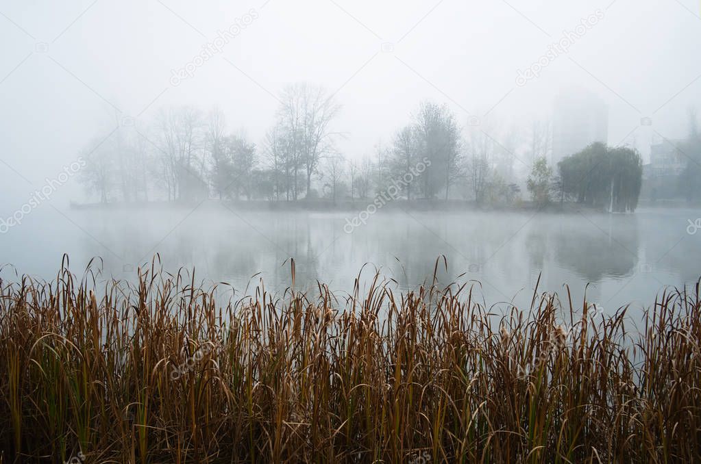 Foggy morning on city lake in autumn season. Trees on island reflected on water surface. Reed grass on a foreground.