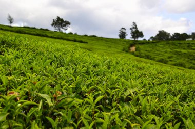 Tepedeki Seylan çay çiftliği ve çay fabrikası binası. Taze yeşil çay yaprakları kapanıyor. Nuwara Eliya, Sri Lanka